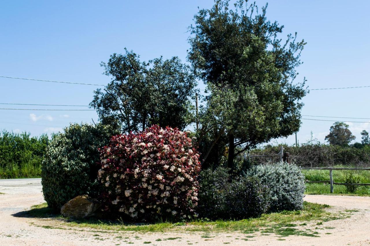 Villa Enli Capalbio Dış mekan fotoğraf